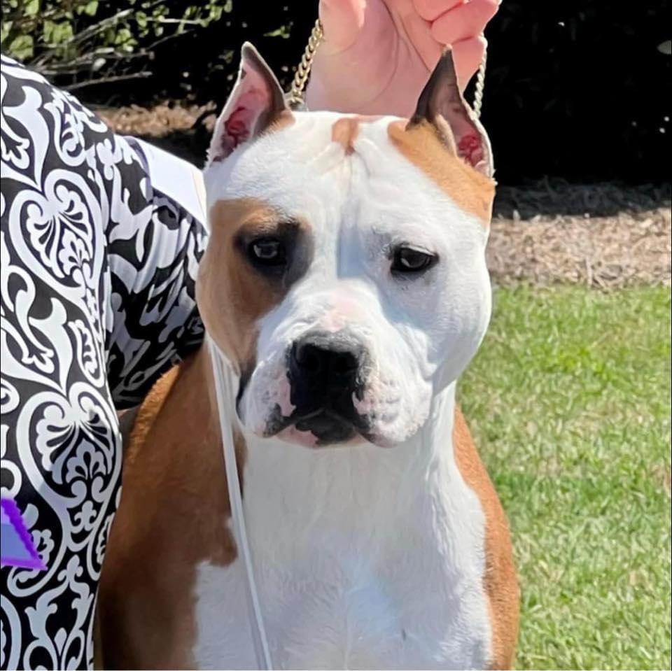 Cimar N Alpine’s Slave To The Rhythm | American Staffordshire Terrier 