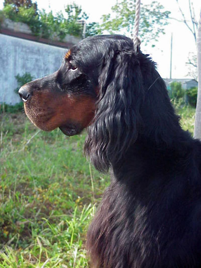 PRAIRIEDAWN DRUMMAJOR | Gordon Setter 