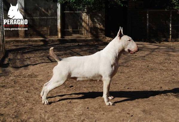 Colatada de Peracho | Bull Terrier 