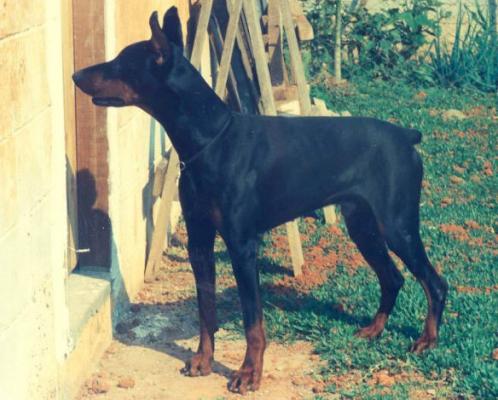 Mike v. Franckenhorst | Black Doberman Pinscher