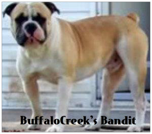 BuffaloCreek's Bandit | Olde English Bulldogge 