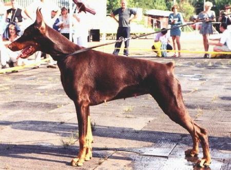 Sant Kreal Ariel | Brown Doberman Pinscher