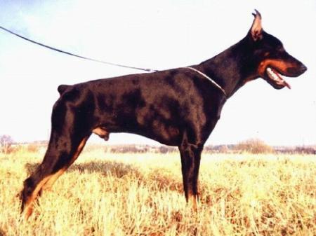 Sant Kreal Anton | Black Doberman Pinscher