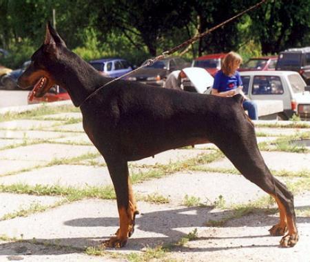 Sant Kreal Alida | Black Doberman Pinscher