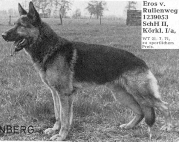 Eros vom Rullenweg | German Shepherd Dog 