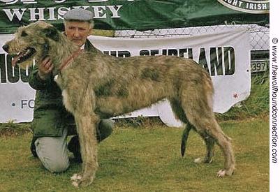 Callaighstown Lady | Irish Wolfhound 