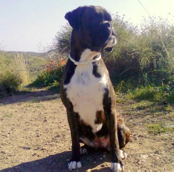 EUFROSINE DE KORÉ | Boxer 