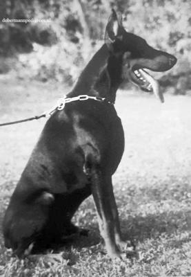 Sirius Royal Bell | Black Doberman Pinscher