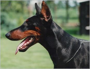 Gravin Dea v. Neerlands Stam | Black Doberman Pinscher