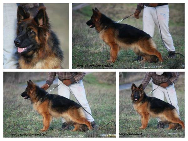 Quaxi vom Frankengold | German Shepherd Dog 