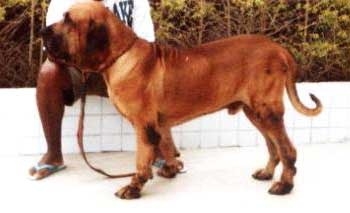 LEAO III DO IBITURUNA | Fila Brasileiro 