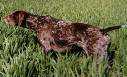 Alfa | German Shorthaired Pointer 