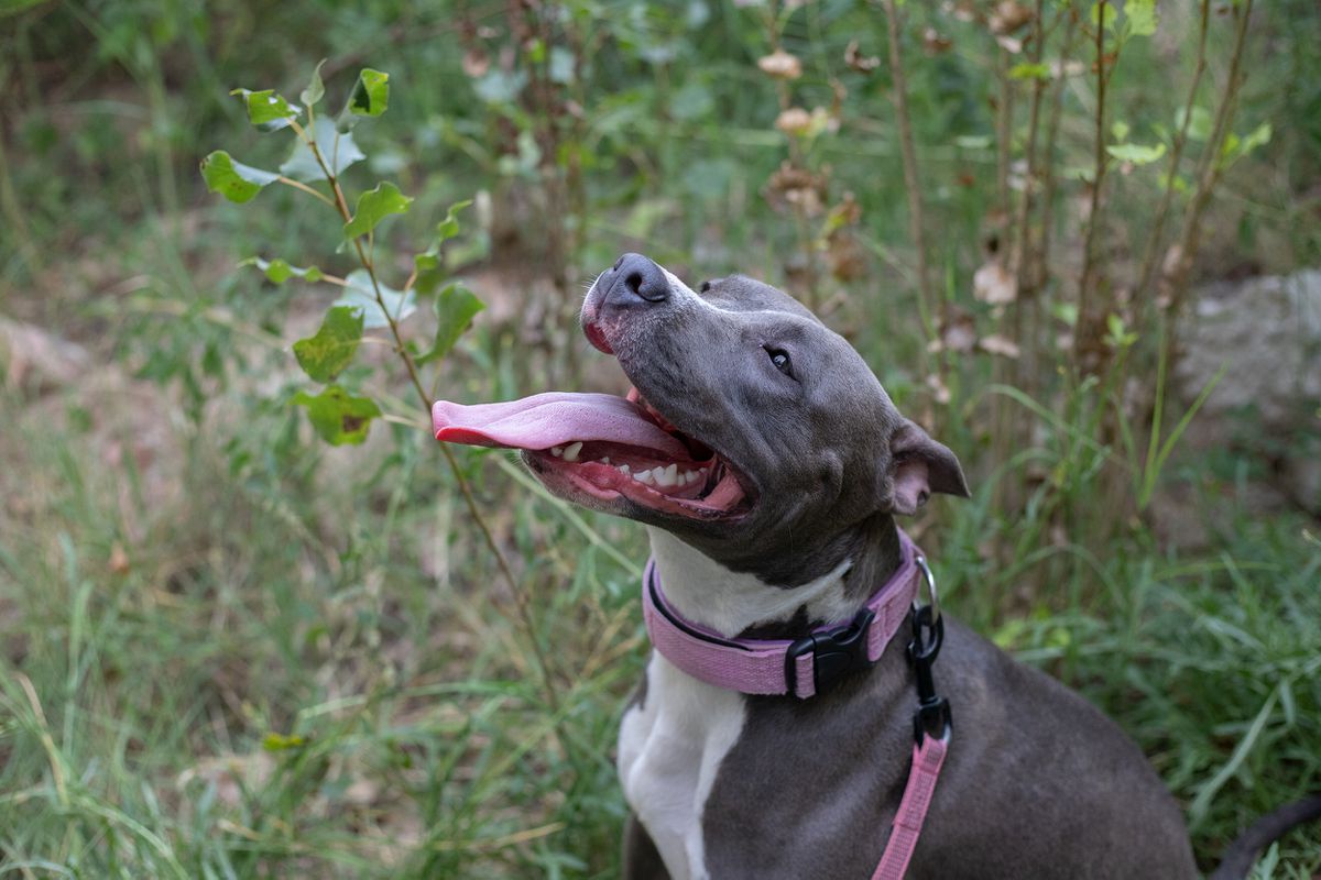 Bakaroro end Itubori Look at my dream | American Staffordshire Terrier 