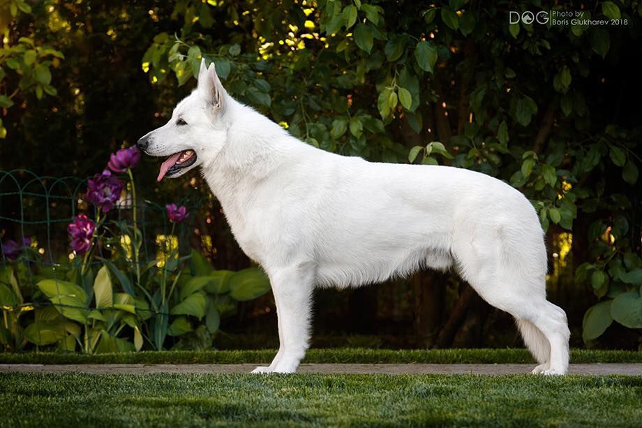 Ivan Iz Beloy Brigady | White Swiss Shepherd Dog 