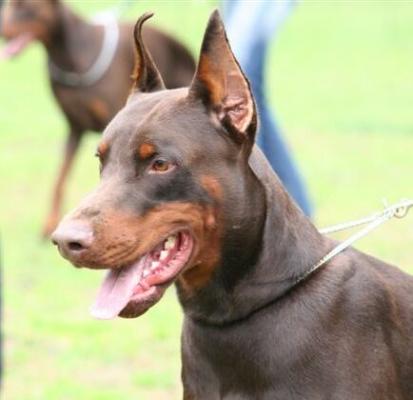 Vice Versa Yarco | Brown Doberman Pinscher