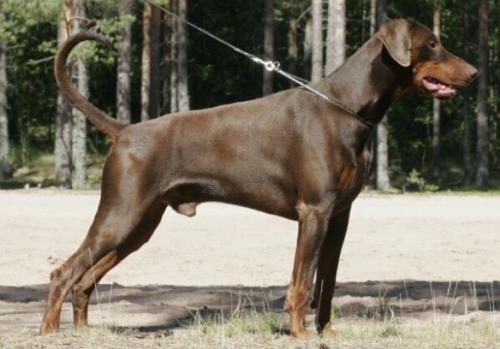 Vice Versa Yago-Yaguar | Brown Doberman Pinscher