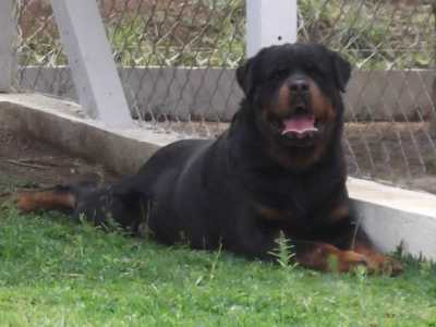 Nathan vom Germanisch | Rottweiler 