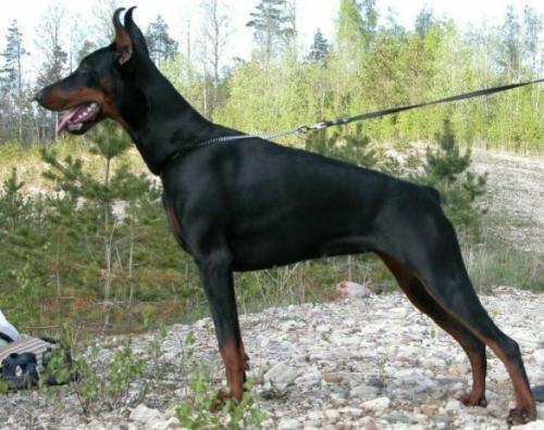 Vice Versa Yessica-Yacheeros | Black Doberman Pinscher