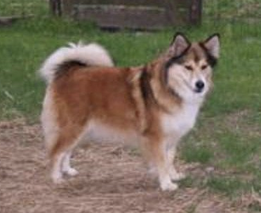 Björk van Rogici | Icelandic Sheepdog 