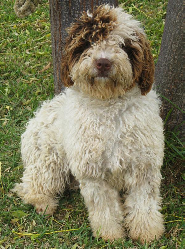 Pastora de los Caetes | Spanish Water Dog 