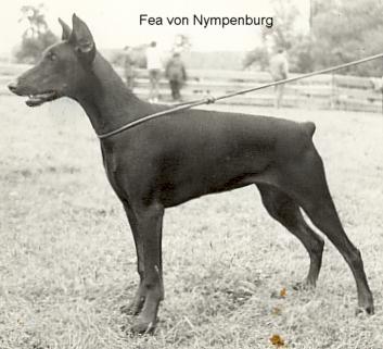 Fea v. Nymphenburg | Black Doberman Pinscher