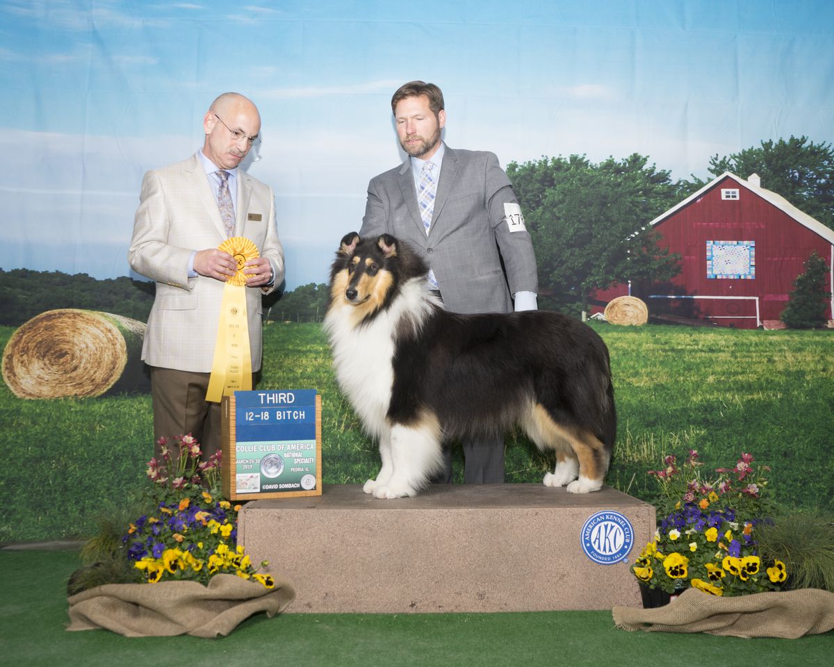 Kaymann's Ragnarok | Rough Collie 