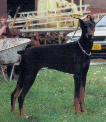 Nino v. Franckenhorst | Black Doberman Pinscher