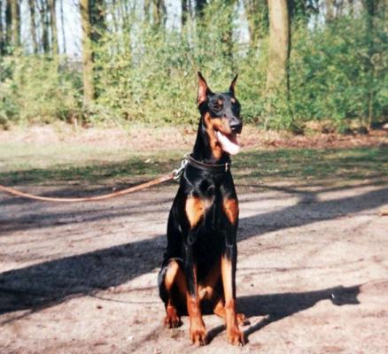 Amy v. Epona | Black Doberman Pinscher