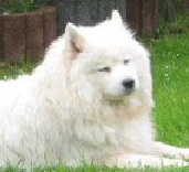 Classic Samojed Of Paradise Siska | Samoyed 