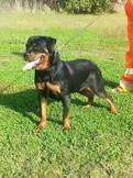 cora della marchesella | Rottweiler 