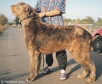 Pitlochry's Duncan | Irish Wolfhound 