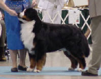 Tallpine's  Three's A Crowd | Bernese Mountain Dog 