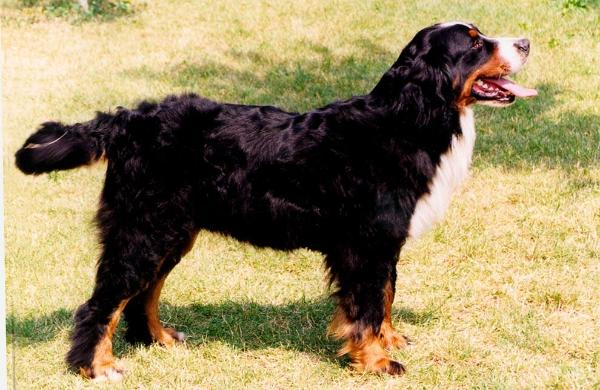 HOMOK ARANYA ERIC | Bernese Mountain Dog 