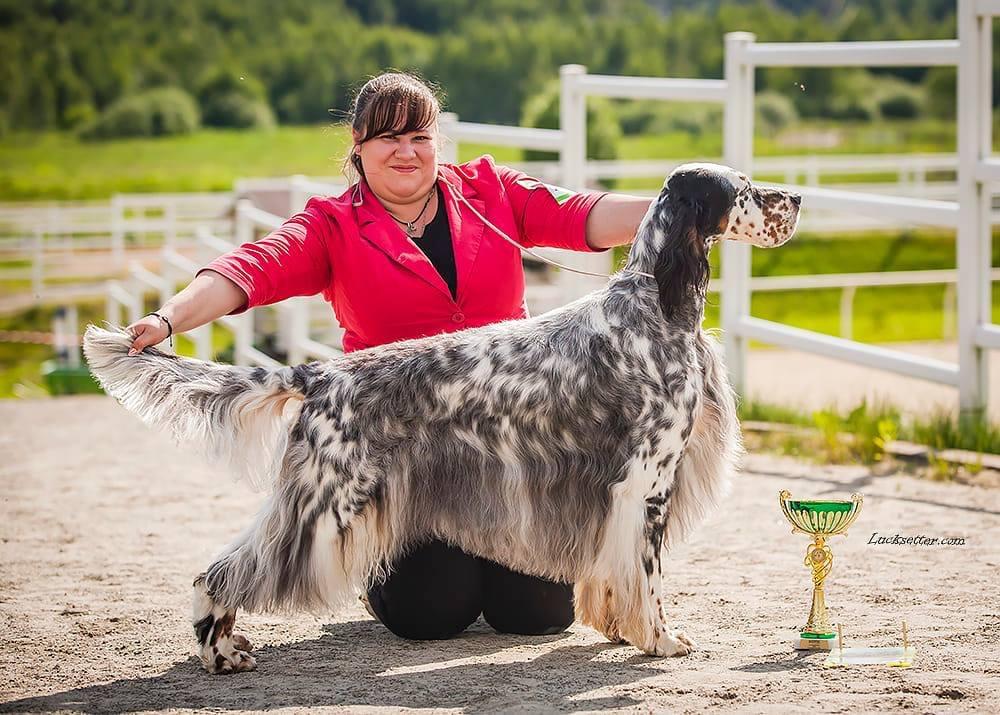 Lucksheray From Rolex | English Setter 