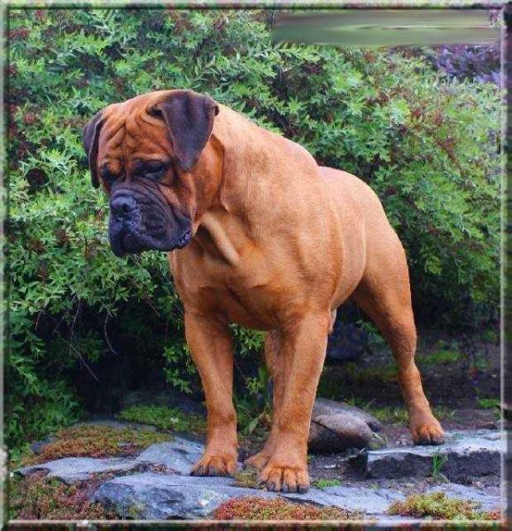 Ruff's DANCE OF THE SHAMAN TO NESTOR NOTABILIS | Bullmastiff 