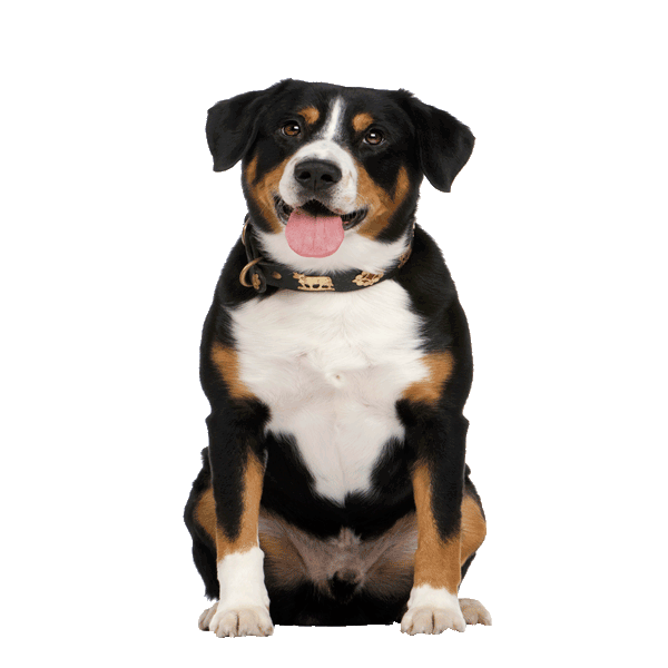 Entlebucher Mountain Dog