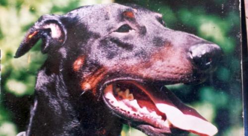 Aras v. Xantnerhofa | Black Doberman Pinscher