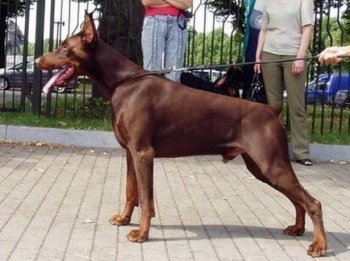 Yacheero's Giordano Bruno | Brown Doberman Pinscher