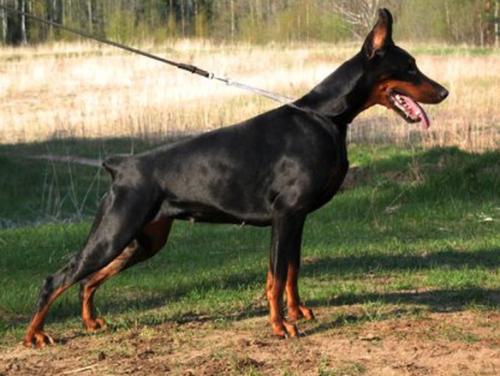 Yacheero's Firstlady Farah | Black Doberman Pinscher