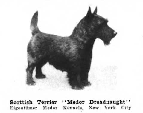 Medor Dreadnaught (c.1922) | Scottish Terrier 