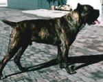 Argo. | Cane Corso 