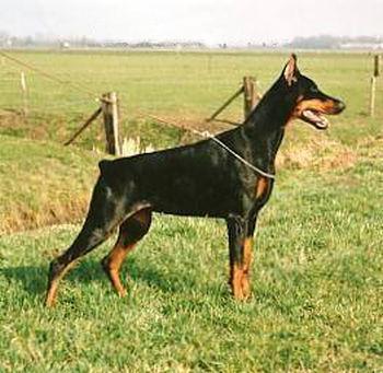 Zarina v. Stevinhage | Black Doberman Pinscher