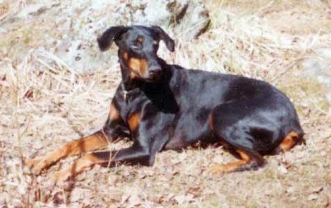 Kriegerhof Bardi Velda | Black Doberman Pinscher