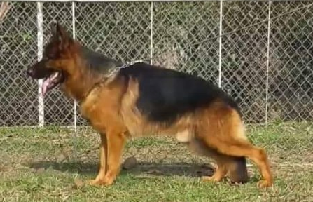 Super von Bad-Boll | German Shepherd Dog 
