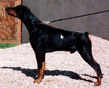 Toscanina's Pablo Paparazzi | Black Doberman Pinscher