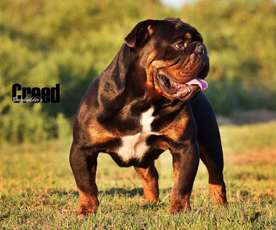 Bodybuilder's Creed | Olde English Bulldogge 