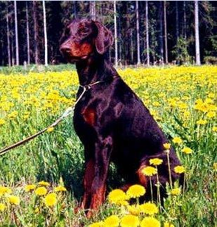 Toscanina's Padre Pavarotti | Brown Doberman Pinscher