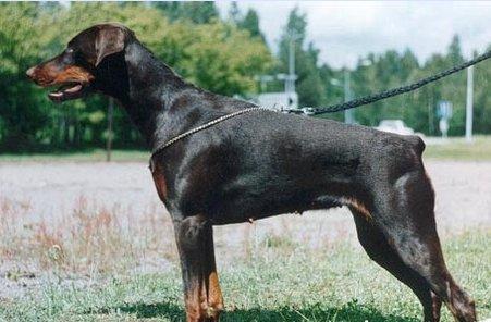 Toscanina's Piah Pastelle | Brown Doberman Pinscher