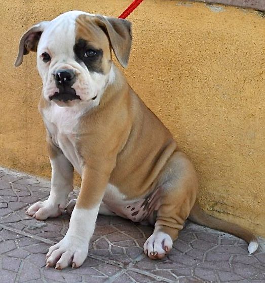 Massimo's Siria of Chiaradia | American Bulldog 