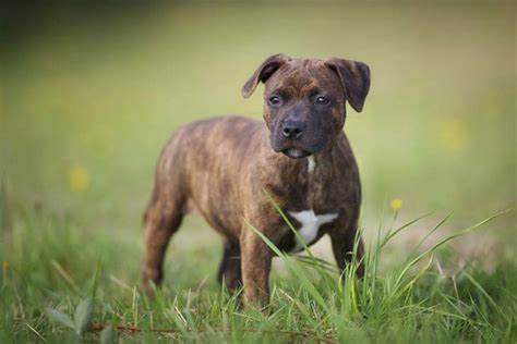 Staffordshire Bull Terrier